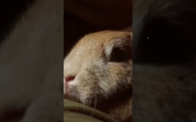 A space marine’s love for his bunny  … #doometernal #doom #jtmusic